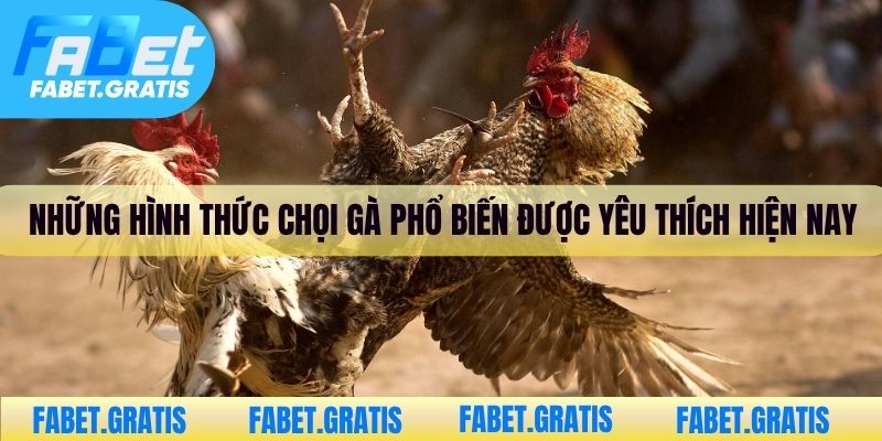 Những hình thức chọi gà phổ biến được yêu thích hiện nay