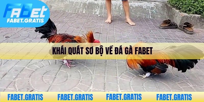 Khái quát sơ bộ về đá gà Fabet